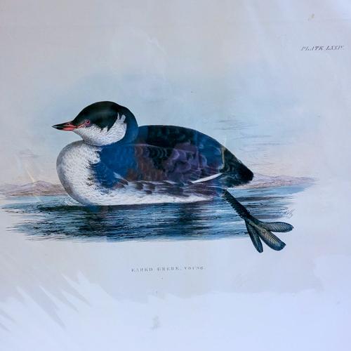 Eared Grebe