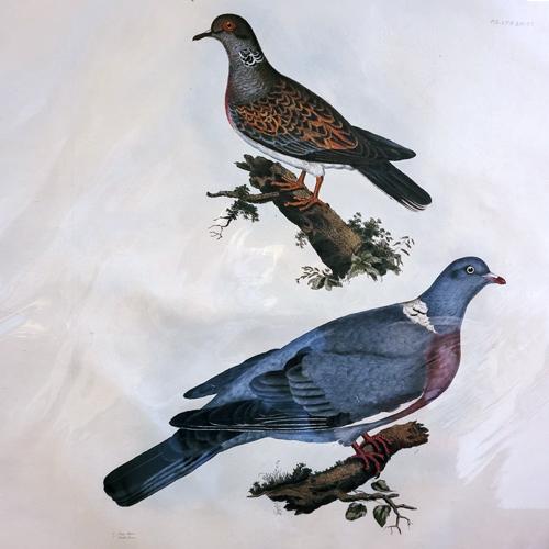 Ring Dove
